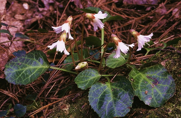 {Shortia galacifolia}